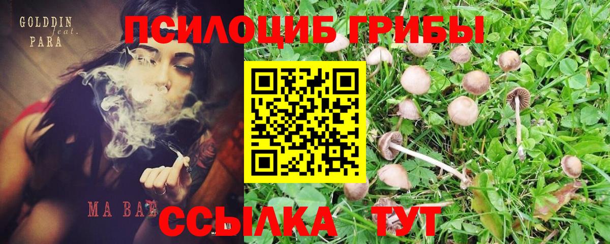 Псилоцибиновые грибы GOLDEN TEACHER Уссурийск